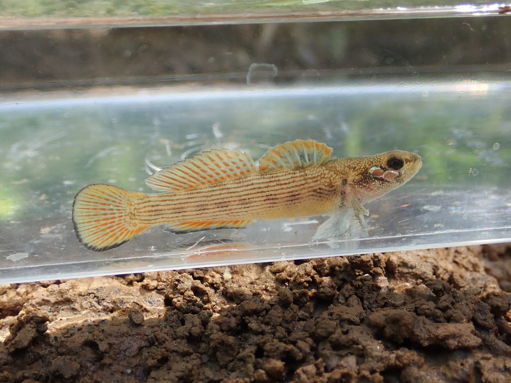 Stone Darter