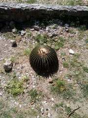 Echinocactus