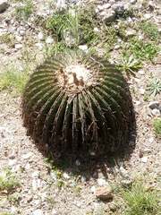 Echinocactus