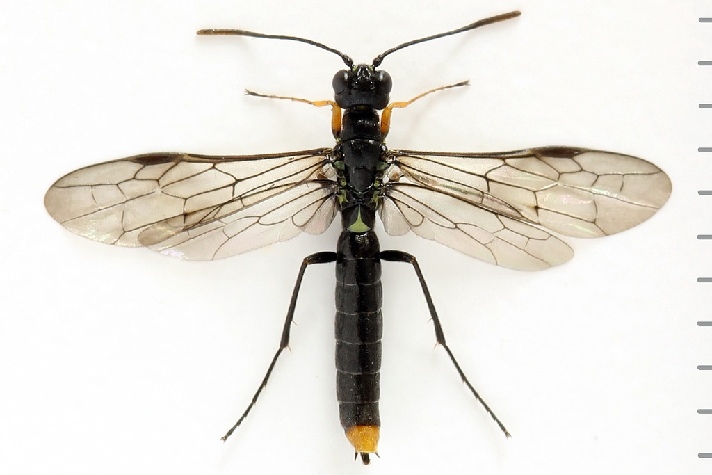 Calameuta punctata