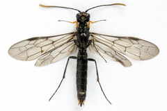 Calameuta punctata