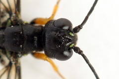 Calameuta punctata