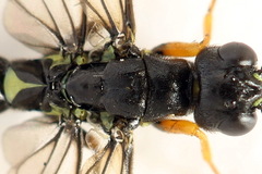 Calameuta punctata