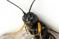 Calameuta punctata