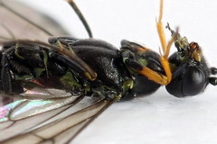 Calameuta punctata