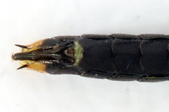 Calameuta punctata