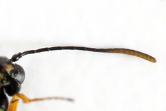 Calameuta punctata
