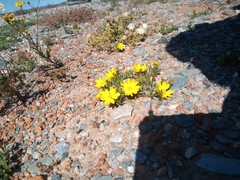 Rhynchopsidium pumilum