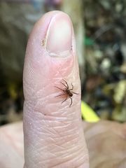Liocranidae