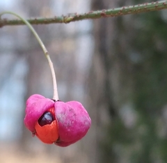Euonymus verrucosus