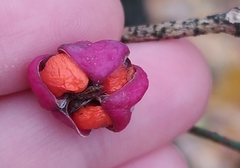 Euonymus verrucosus