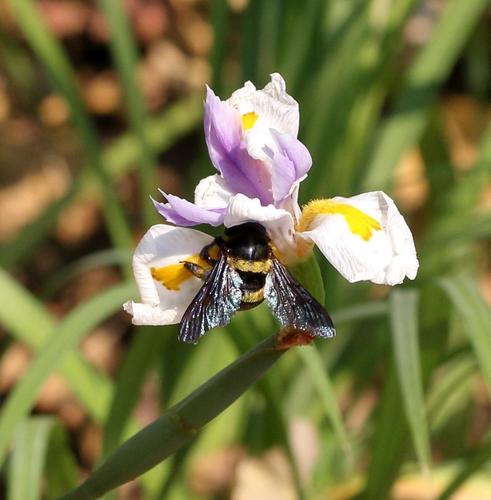 Double-banded Carpenter Bee photo 5