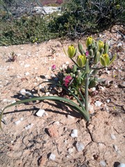Albuca setosa
