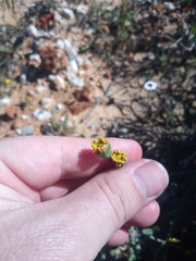 Crassothonna protecta