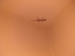 Ptyodactylus