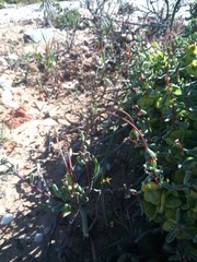 Crassothonna protecta