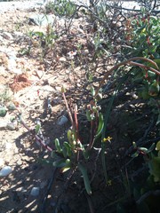 Crassothonna protecta