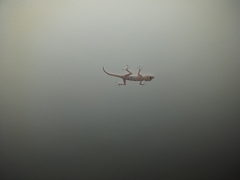Ptyodactylus