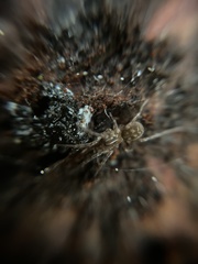 Callobius claustrarius