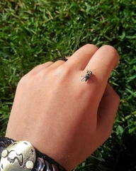 Astylini