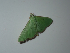 Parotis punctiferalis