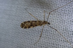 Ilisia maculata