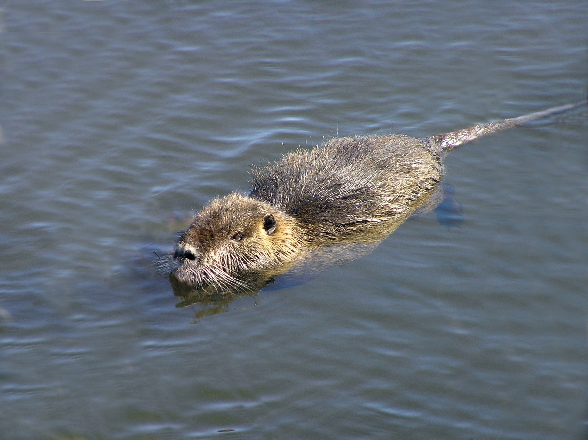 Myocastor coypus – Wikipédia, a enciclopédia livre