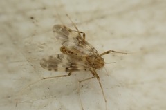 Psectrotanypus varius