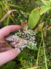 Angelica genuflexa