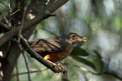 Turdus olivaceus pondoensis