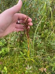Platanthera dilatata