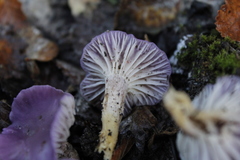 Cuphophyllus adonis