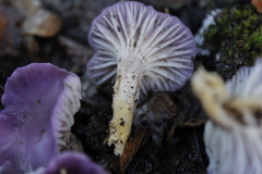 Cuphophyllus adonis