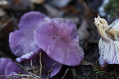 Cuphophyllus adonis