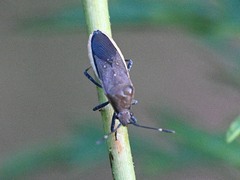 Catorhintha texana