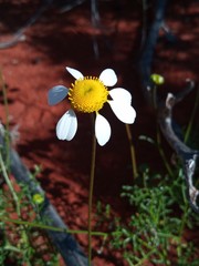 Foveolina tenella
