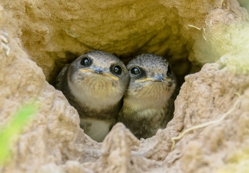 Bank Swallow