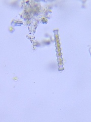 Pleurotaenium nodosum