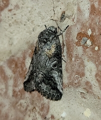 Aleptina inca