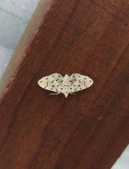 Pycnarmon