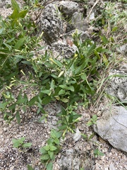 Brickellia cylindracea