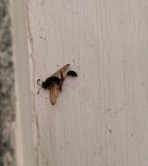 Sceliphron coromandelicum