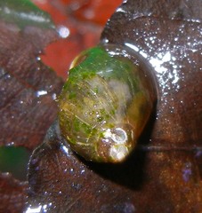 Amphipepleinae