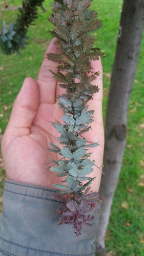 Acacia baileyana