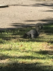 Sciurus carolinensis