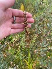 Platanthera dilatata