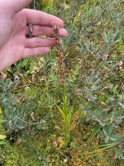 Platanthera dilatata