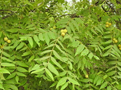 Juglans mollis