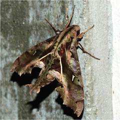 Hemeroplanes ornatus