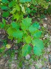 Solanum viarum
